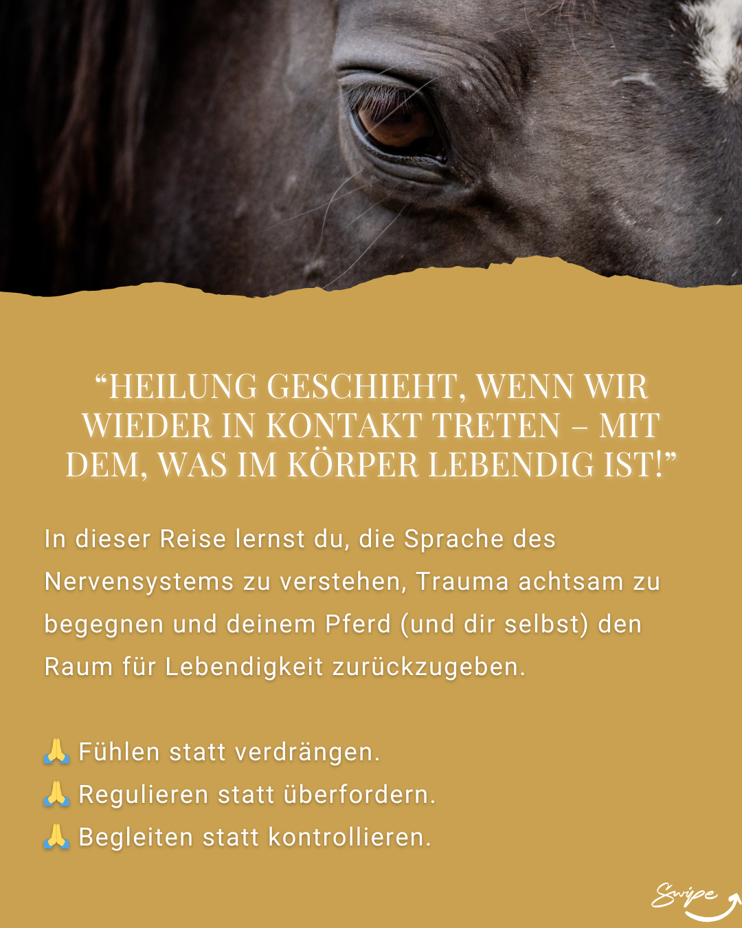 "Zurück in die Lebendigkeit" Traumasensible Körperarbeit für Pferde | 6-Wochen-Begleitung