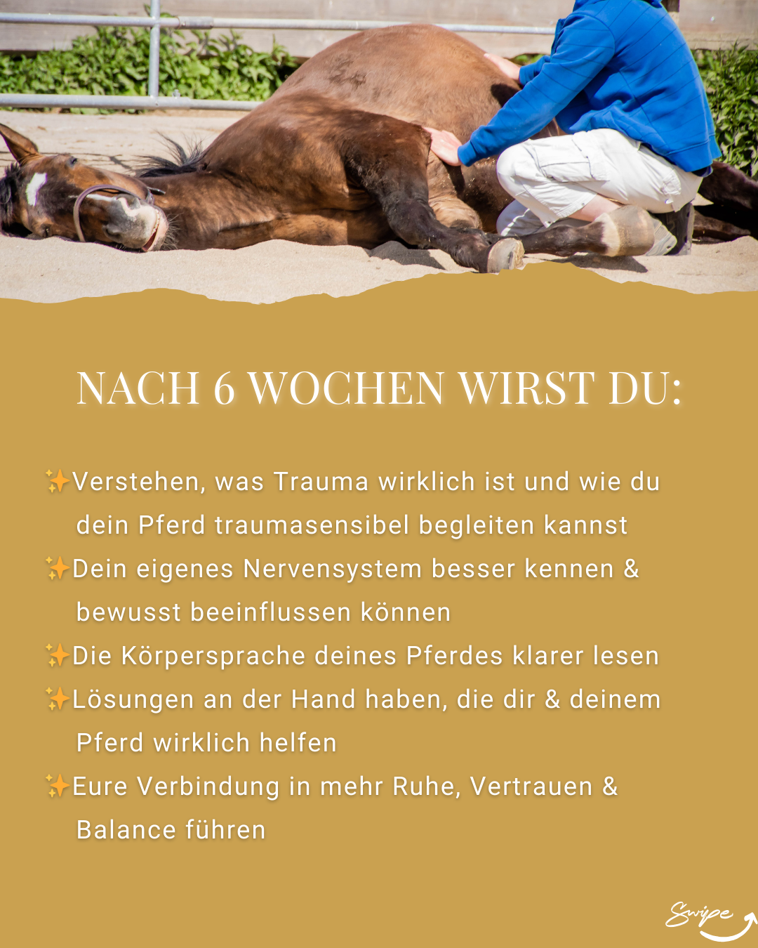 "Zurück in die Lebendigkeit" Traumasensible Körperarbeit für Pferde | 6-Wochen-Begleitung