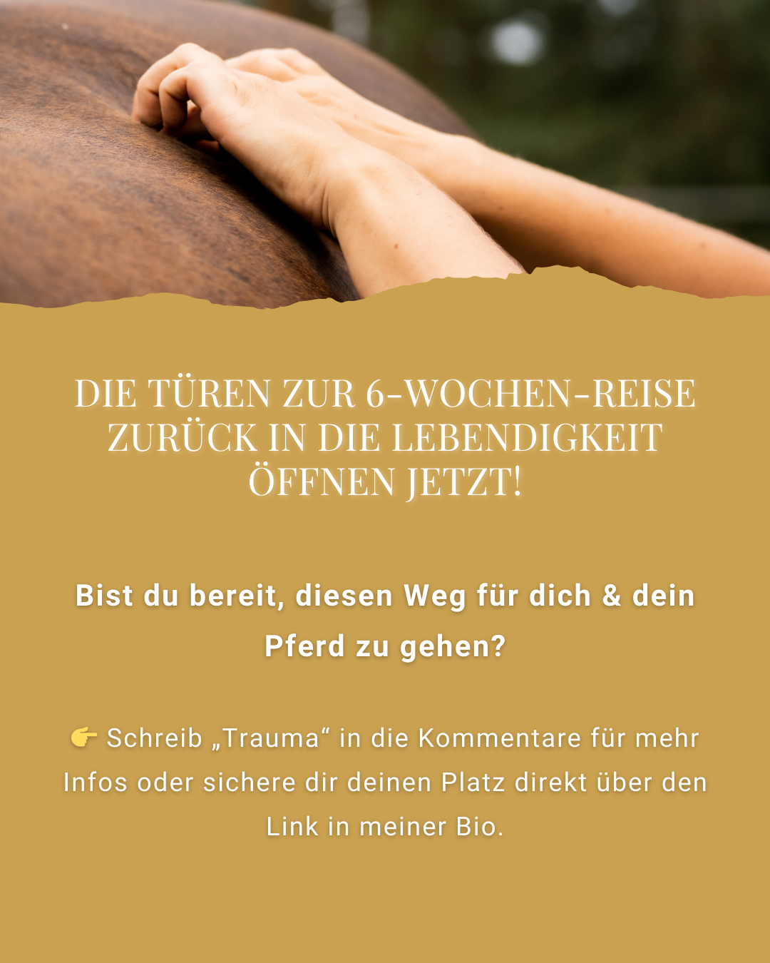 "Zurück in die Lebendigkeit" Traumasensible Körperarbeit für Pferde | 6-Wochen-Begleitung