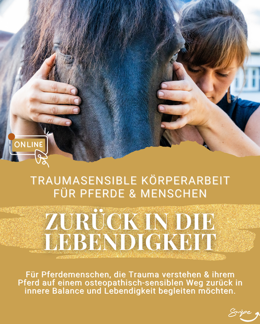 "Zurück in die Lebendigkeit" Traumasensible Körperarbeit für Pferde  | 6-Wochen-Begleitung