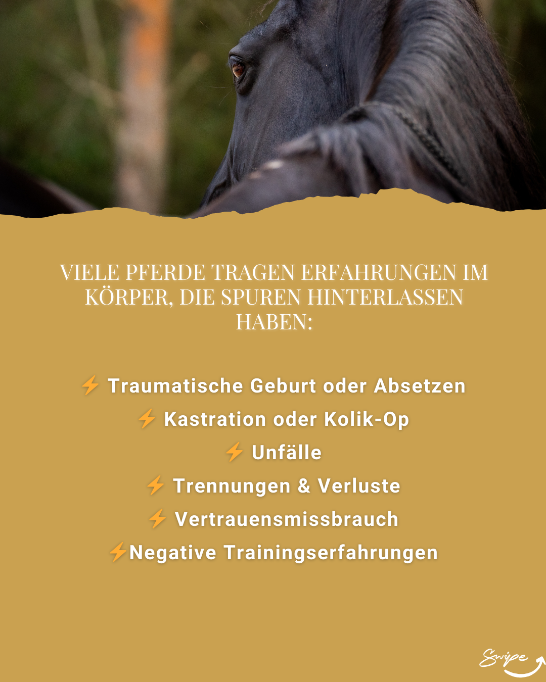 "Zurück in die Lebendigkeit" Traumasensible Körperarbeit für Pferde  | 6-Wochen-Begleitung