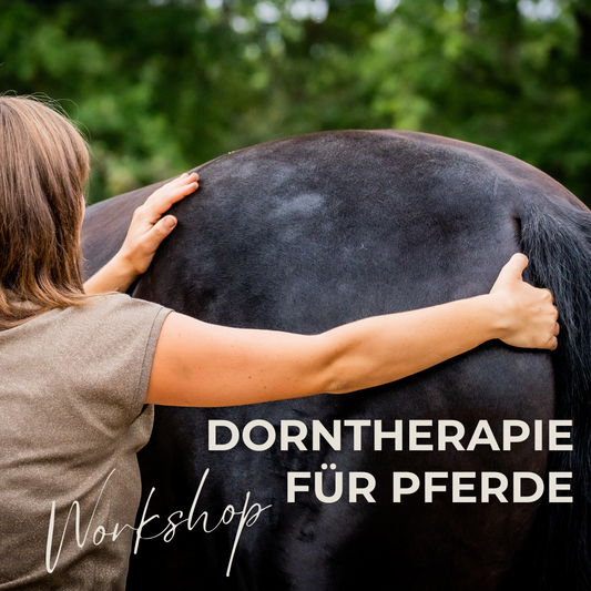 Dorntherapie für Pferde | Workshop